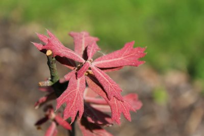 Quercus marilandica - dub marylandský - jarní listy